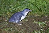 Little Penguin